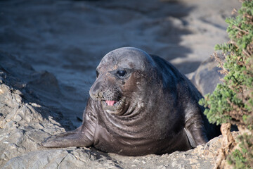 Elephant seal pup
