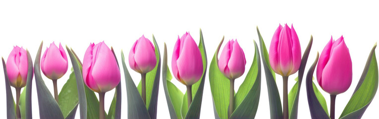 Mother day banner. Pink tulips in a row isolated on transparent background. Women' s day, Spring. PNG, Generative AI