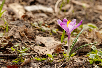 Purple beautiful blooming crocuses in spring against the background of grass