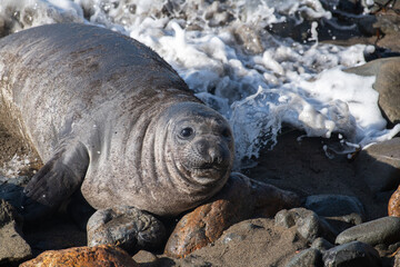 Female elephant seal