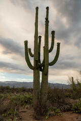 Saguaro cactus