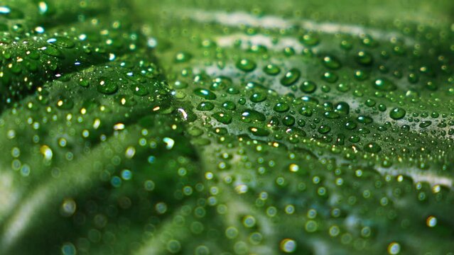 Macro shot of water drop drips on wet  green leaf   Fresh Water Drops On Leaves Eco Droplets
