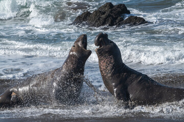 Bull elephant seals fighting