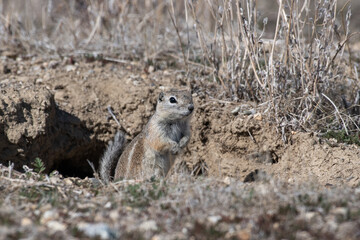 San Joaquin antelope squirrel