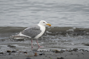 Glaucous-winged gull