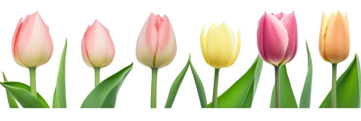 Pastel color tulips in a row isolated on transparent background. Mothers day, Women' s day banner. PNG, Generative AI