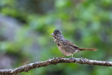 Fox sparrow