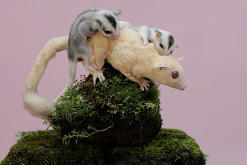 A mother sugar glider is looking for food on a rock overgrown with moss while holding her two...