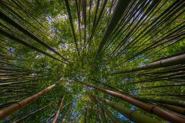 Fototapeta na wymiar bamboo forest - fresh bamboo background