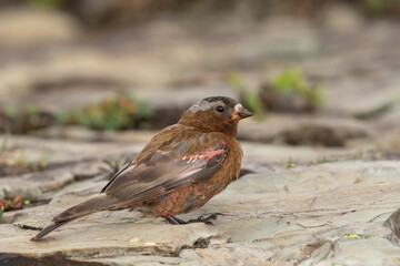Gray-crowned Rosy-finch