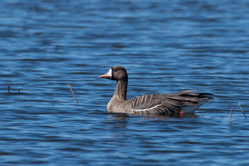Greater white-fronted goose