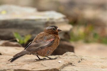 Gray-crowned Rosy-finch