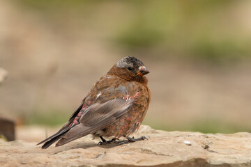 Gray-crowned Rosy-finch