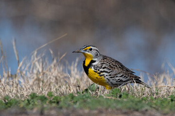 Western meadowlark
