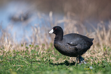 Coot walking on land