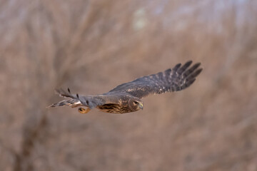 Female northern harrier flying