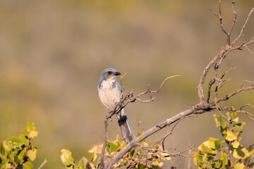 California scrub jay