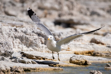 California gull takeoff