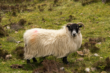 Naklejka premium Mouton écossais