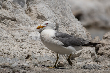 California gull
