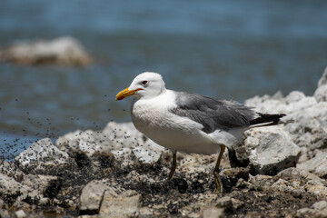 California gull