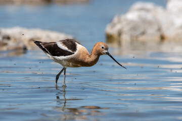 American avocet wading