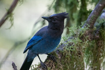 Steller's jay