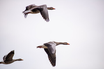 Gaggle of greylag geese in flight against a cloudy sky.