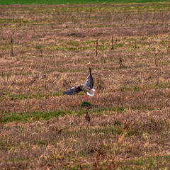 A greylag goose sets up for landing on a field.