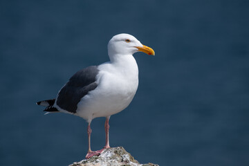 Fototapeta premium California gull