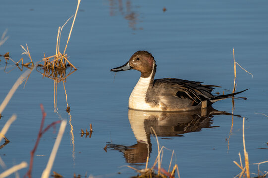 Northern pintail