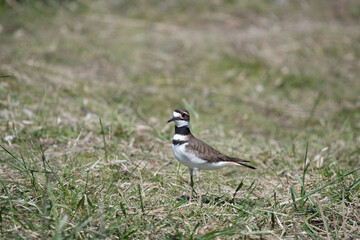 Killdeer in field