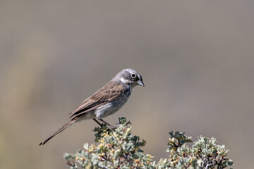 Sagebrush sparrow