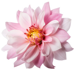 pink water lily isolated on transparent background