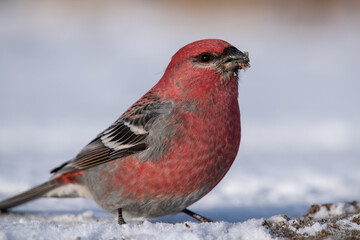 Pine grosbeak 