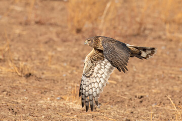 Female northern harrier flying