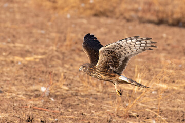 Female northern harrier flying