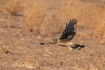 Female northern harrier flying
