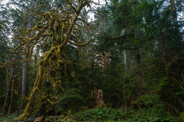 Morning in the Olympic Rainforest