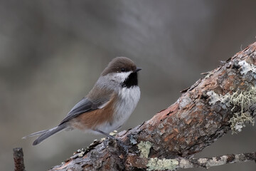 Boreal chickadee on branch