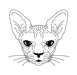 Vector isolated one single cat head bald cat sphinx breed front view portrait colorless black and white contour line easy drawing