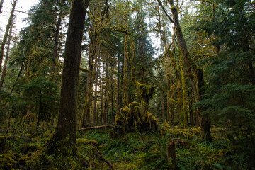 Morning in the Olympic Rainforest