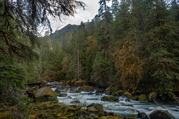 Morning in the Olympic Rainforest