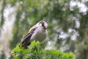 Canada jay