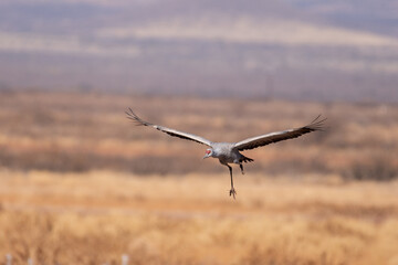 Sandhill crane flying 