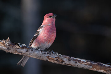 Pine grosbeak