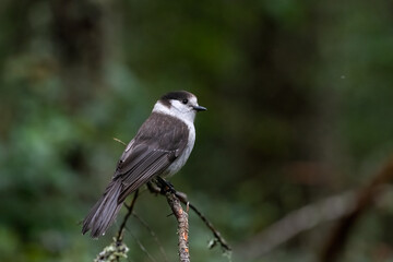 Canada jay