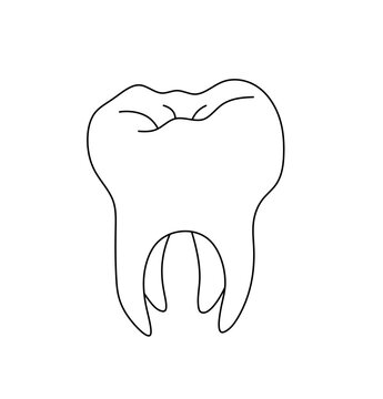 Vector isolated one single simplest molar tooth with four roots colorless black and white contour line easy drawing