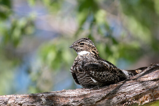 Common nighthawk