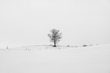 Fototapeta na wymiar Snow landscape of Biei Hokkaido Japan